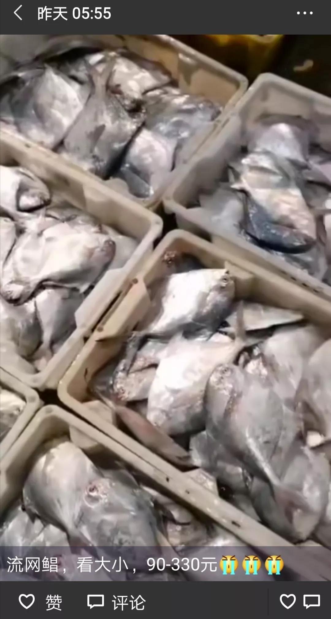 舟山流网大白鲳,淡水白鲳多少钱一斤
