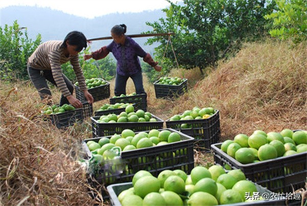 5月涨至一斤36元，吸引农民种植，如今价格腰斩，为何仍被看好
