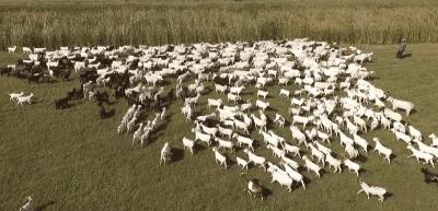 木屋烧烤夏季也有烤全羊吗,木屋烧烤的烤全羊