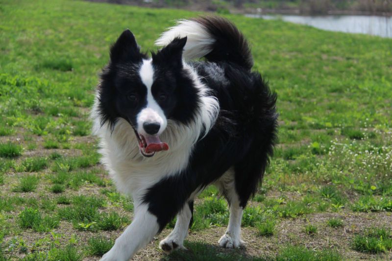 边境牧羊犬掉毛了怎么办,边境牧羊犬毛怎么打理