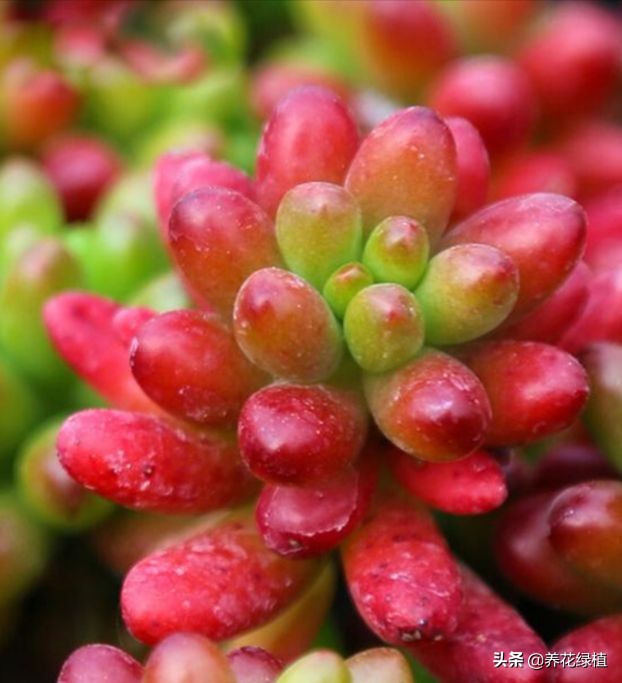 如何把多肉养得胖胖的,怎么能把多肉养得胖胖的