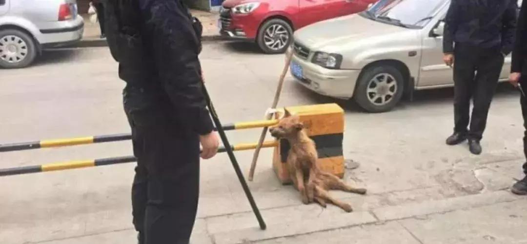 遇到流浪狗怎么救,如何有效避免流浪狗伤人事件