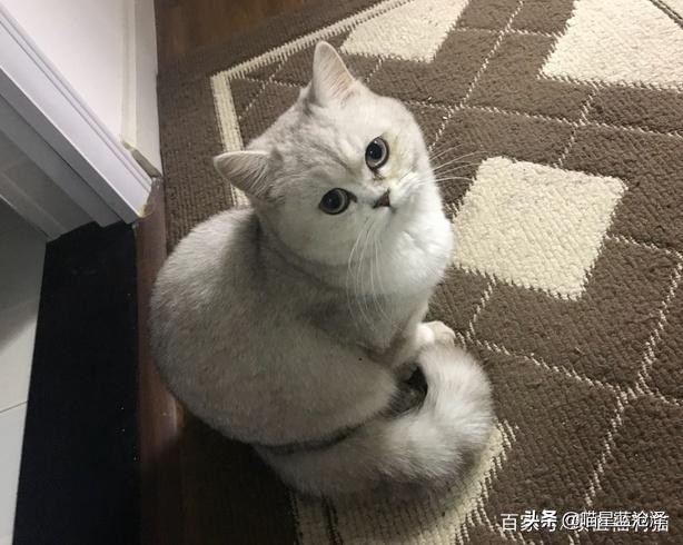 来看看英短蓝猫到底多可爱,英短蓝猫怎么才是正统