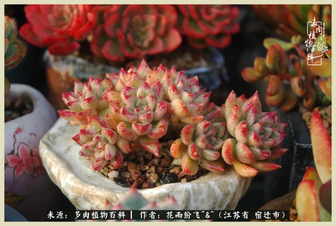 我家老臧：从反对到爱屋及乌的多肉守护人