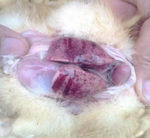 螺纹蛋形成原因,鸭子产蛋有螺纹是什么原因