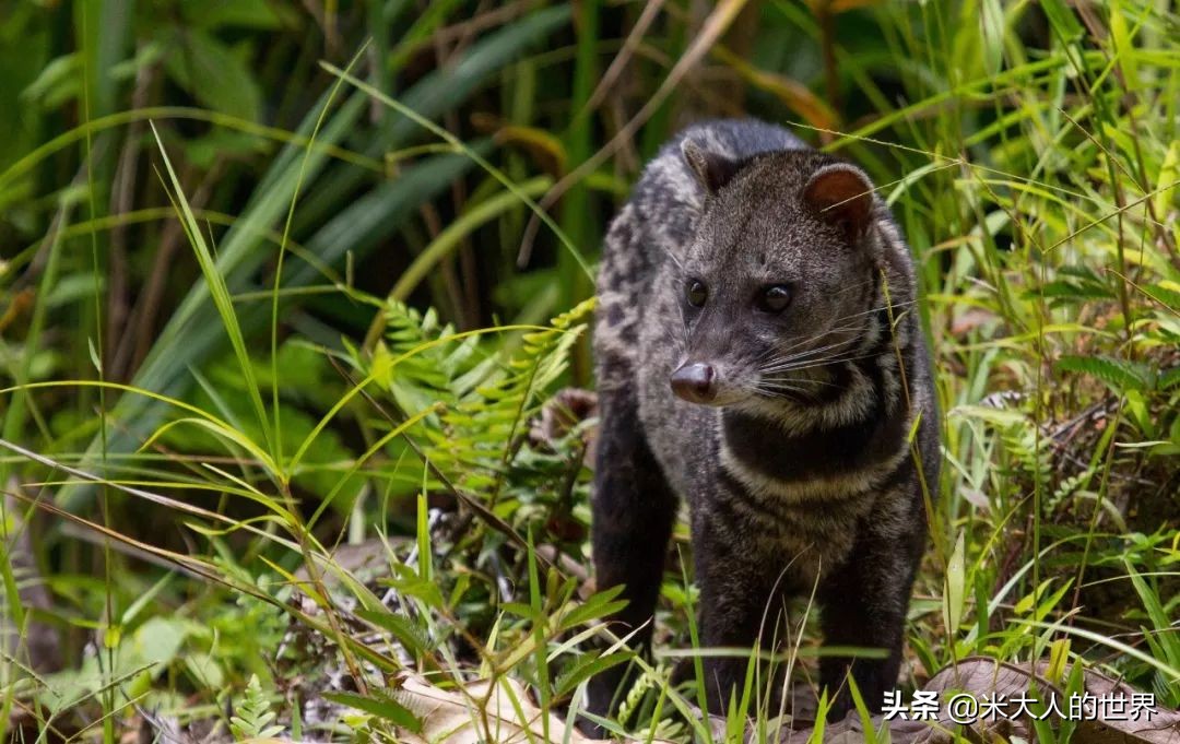 你知道这些皮草奢侈品是导致它已经在香港灭绝的主要原因吗？