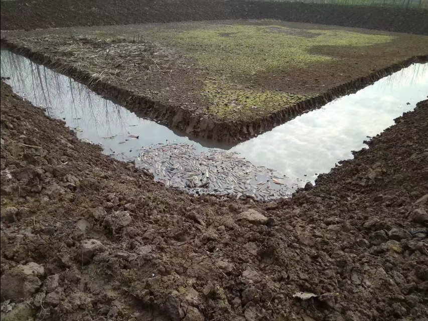 小龙虾如何养殖经济又实惠,小龙虾养殖成本大全