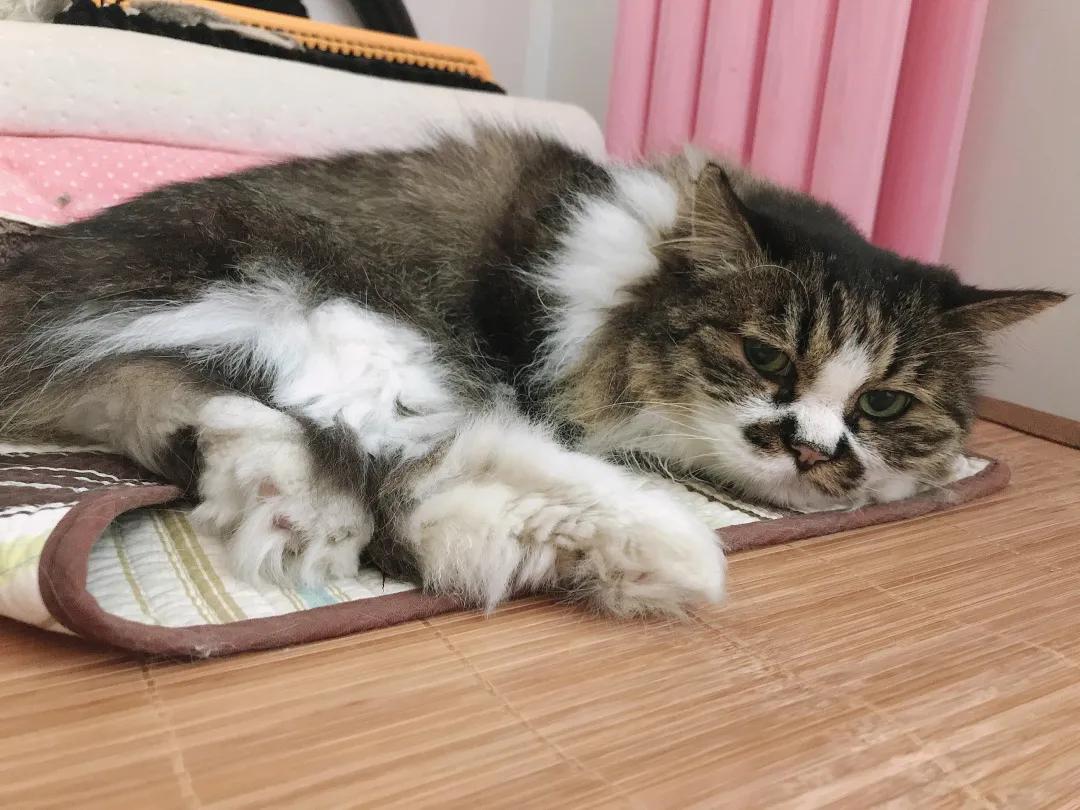 猫咪耳廓有个鼓包是怎么回事,猫咪耳根部长了个大包