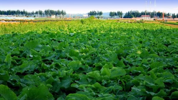 相貌平平却有优点的植物,长相丑但是有营养的植物