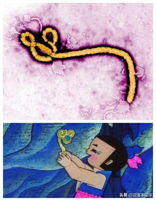 为什么埃博拉病毒总是突然消失,埃博拉病毒已复活了吗