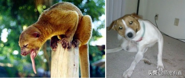 奇异宠物打破我们的固有认知,辟谣奇异生物