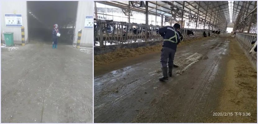 苏衍菁：牧场牛群应激防控管理与实践