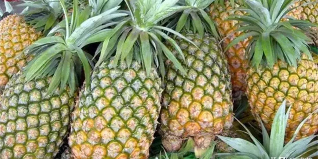 去了台湾你才知道什么,台湾菠萝有多便宜