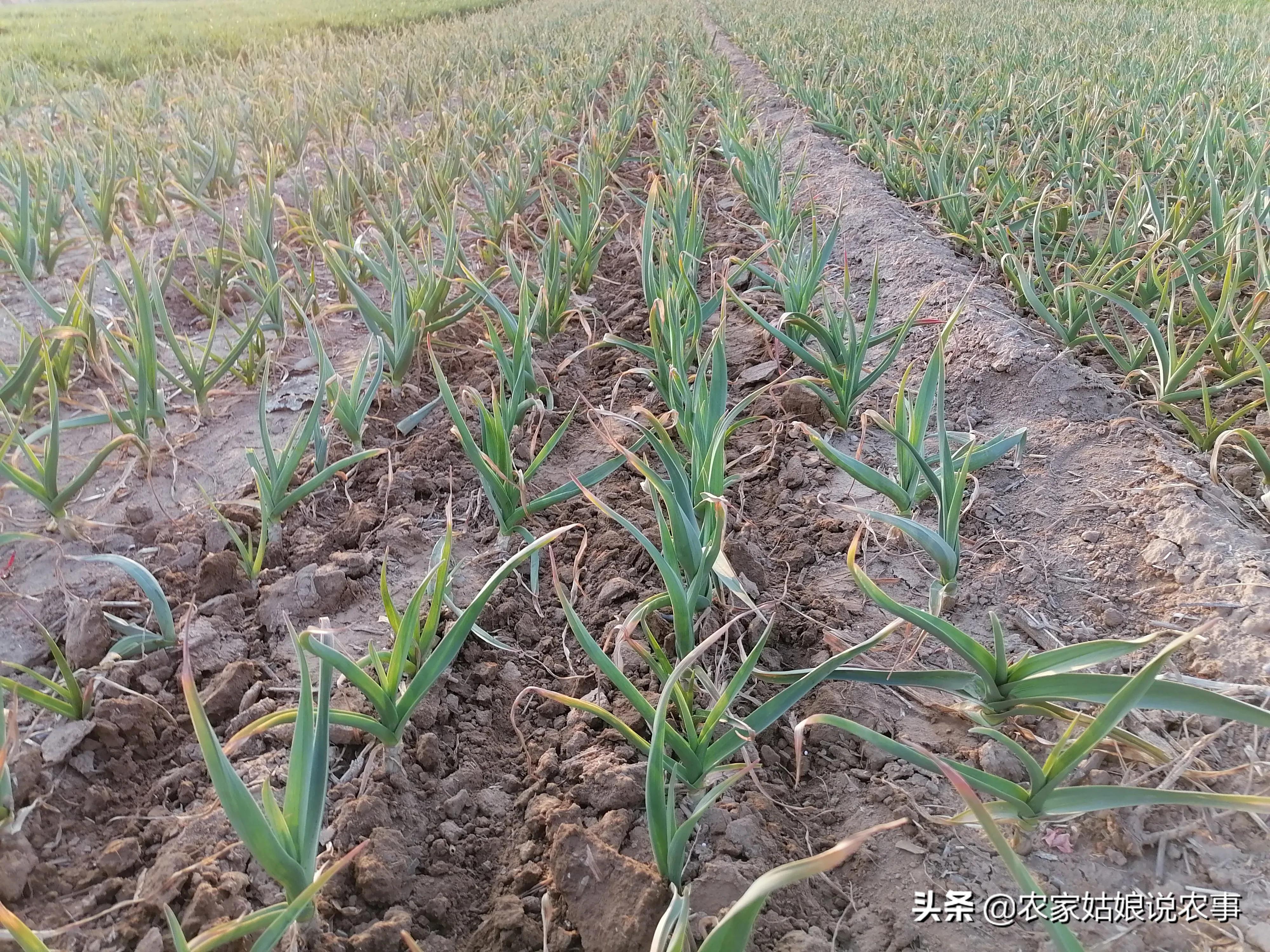 女子嫁给酒鬼丈夫,农村女人嫁给城里人怎么样