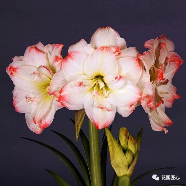 朱顶红为什么老是烂球,怎么才能让朱顶红不生小球