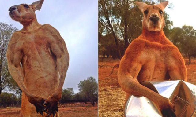 吃国宝吗？袋鼠泛滥成灾，站起来就像个一米九的壮汉打拳击