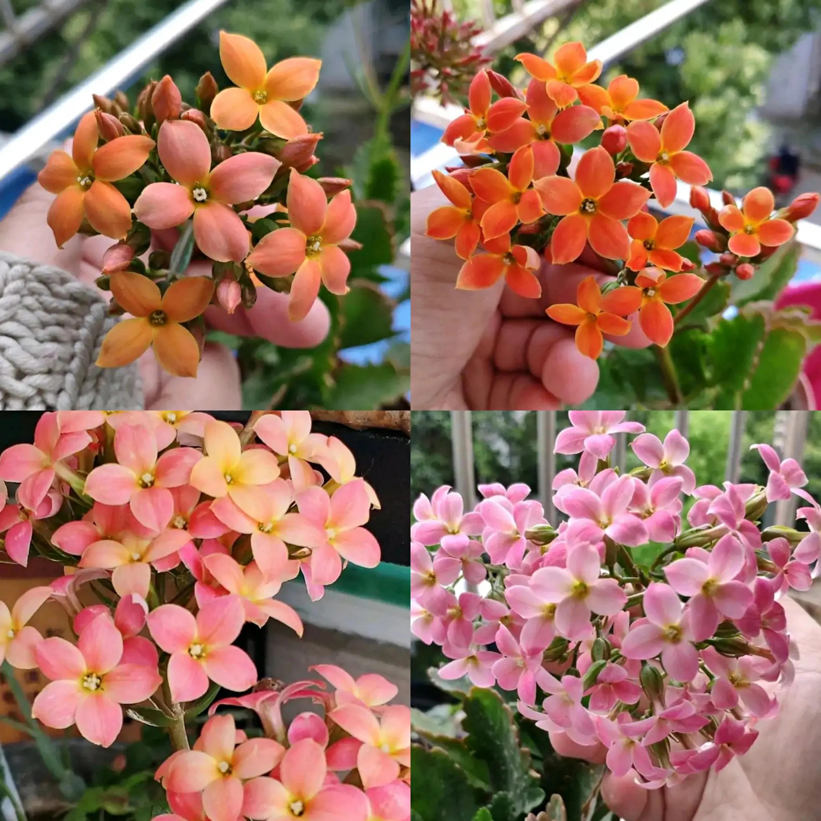 单瓣长寿花品种大全图,长寿花单瓣最好看的品种