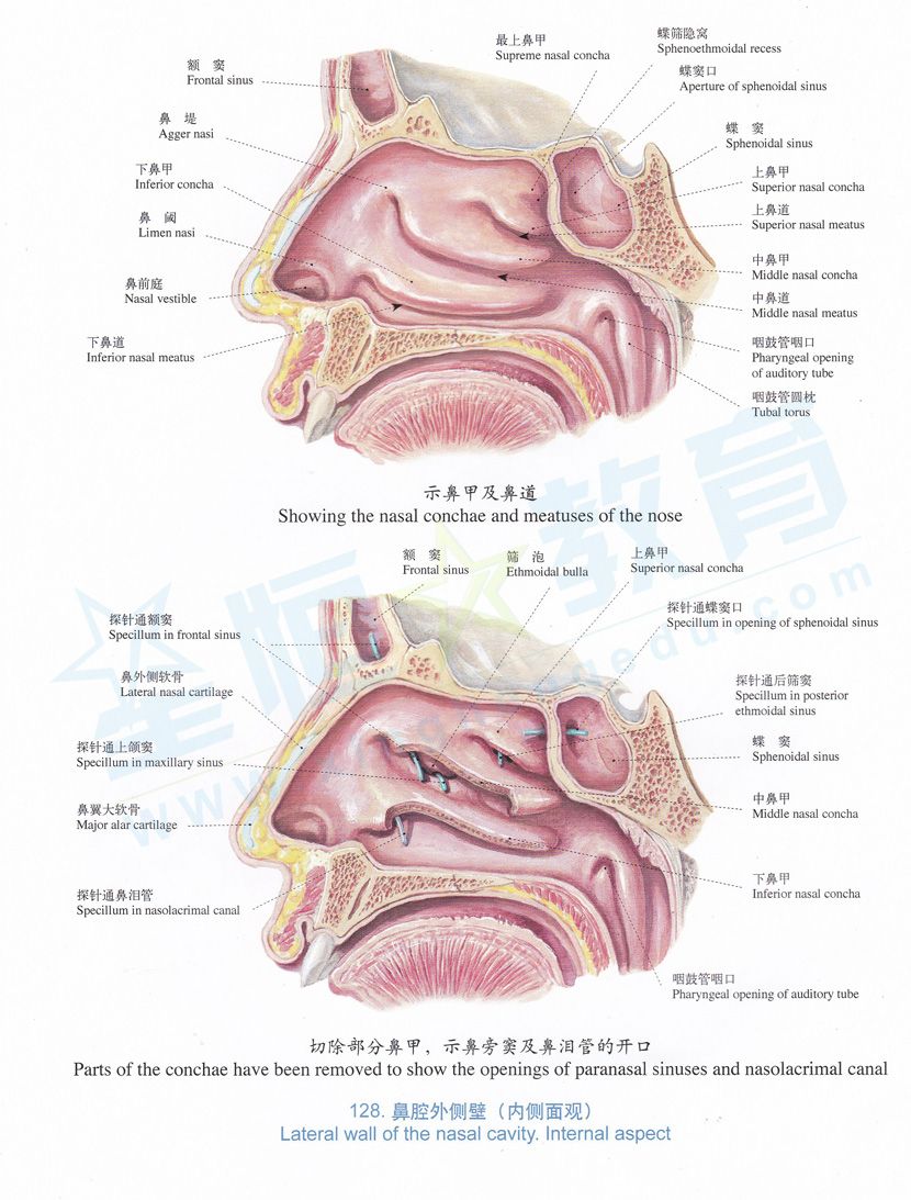 医生常用的解剖学、内外科口诀