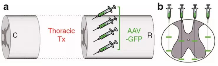 手把手教你工具病毒的注射方法（上）