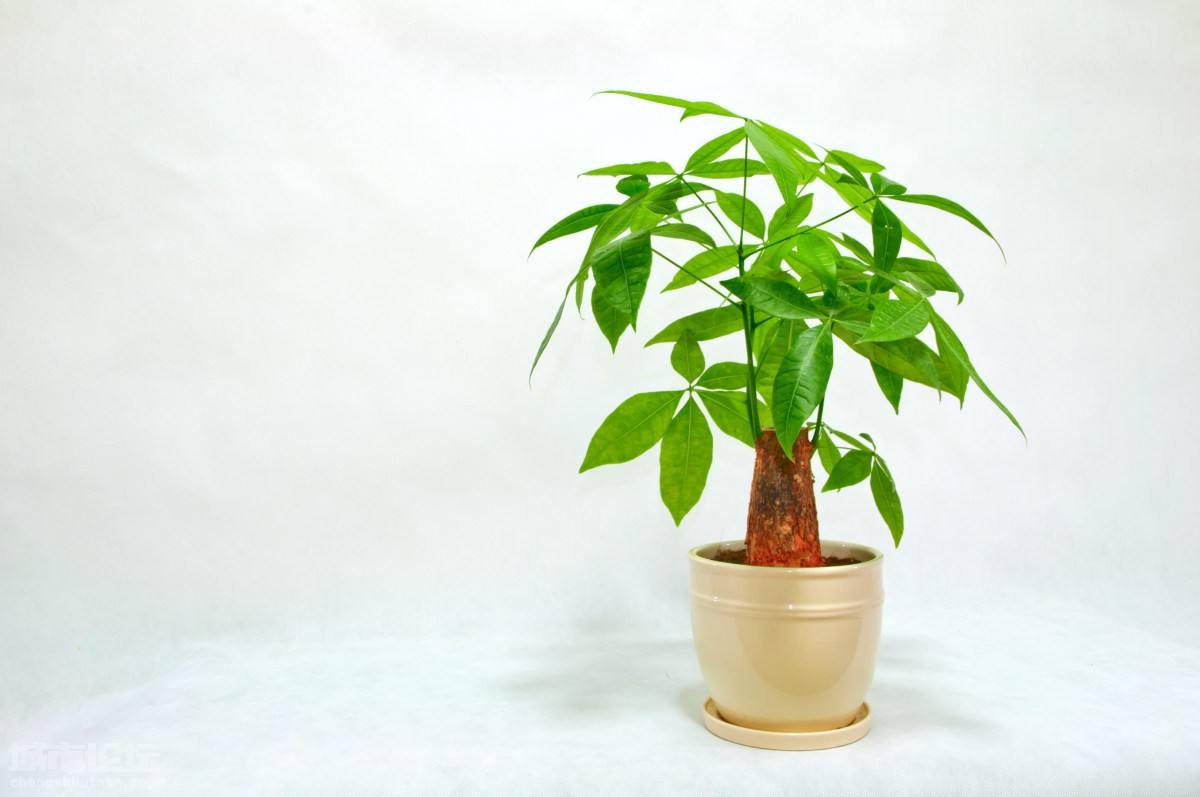 发财树主干腐烂怎么补救方法,发财树树枝变软腐烂咋挽救