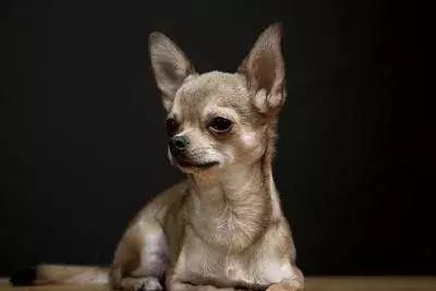 狗狗发现有蛔虫怎么用药,狗肚子有虫需要吃几次驱虫药