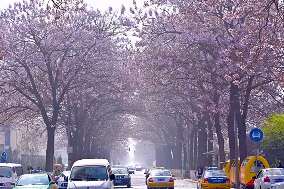 北京有条网红“泡桐大道”,已然成为城市春景“名片”之一