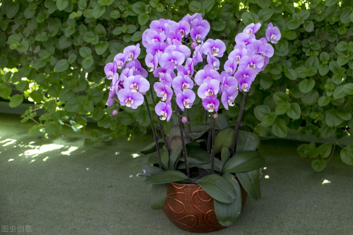 新手养蝴蝶兰的方法,新手养蝴蝶兰的正确方法