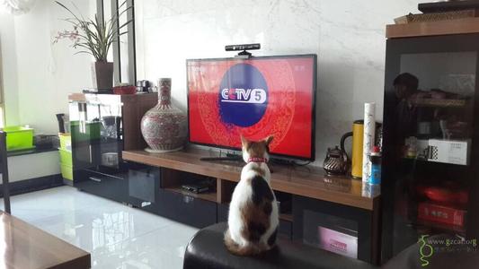 跟人类生活久了的猫,有些猫就真的不把自己当回事