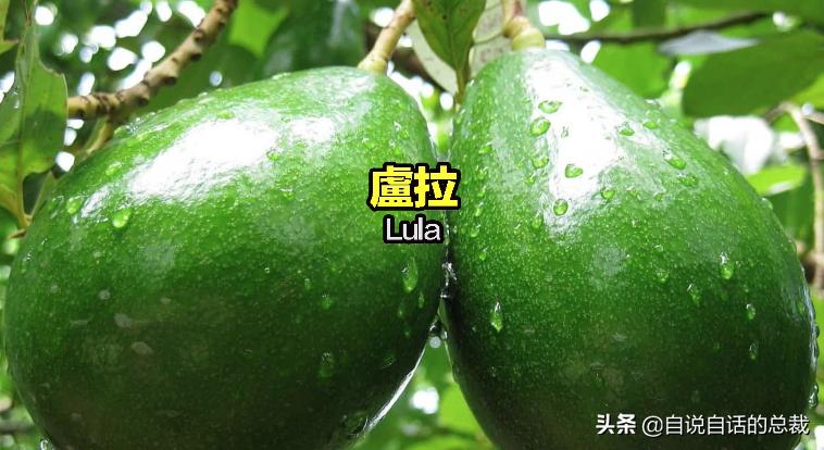 牛油果是坏了吗,牛油果几十年前