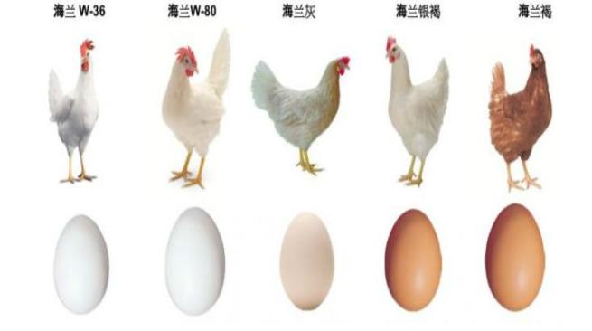 养好蛋禽技巧,蛋鸡养殖技术与管理