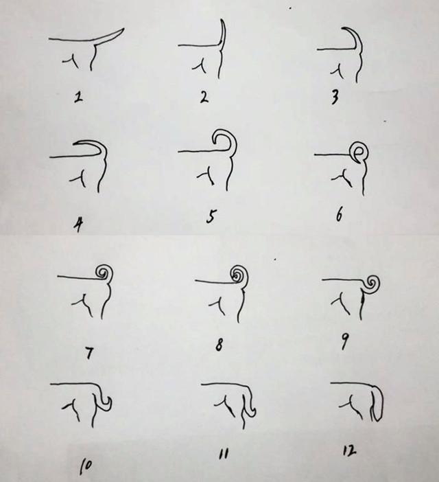 中华田园犬有什么特点,中华田园犬为什么现在越来越少了