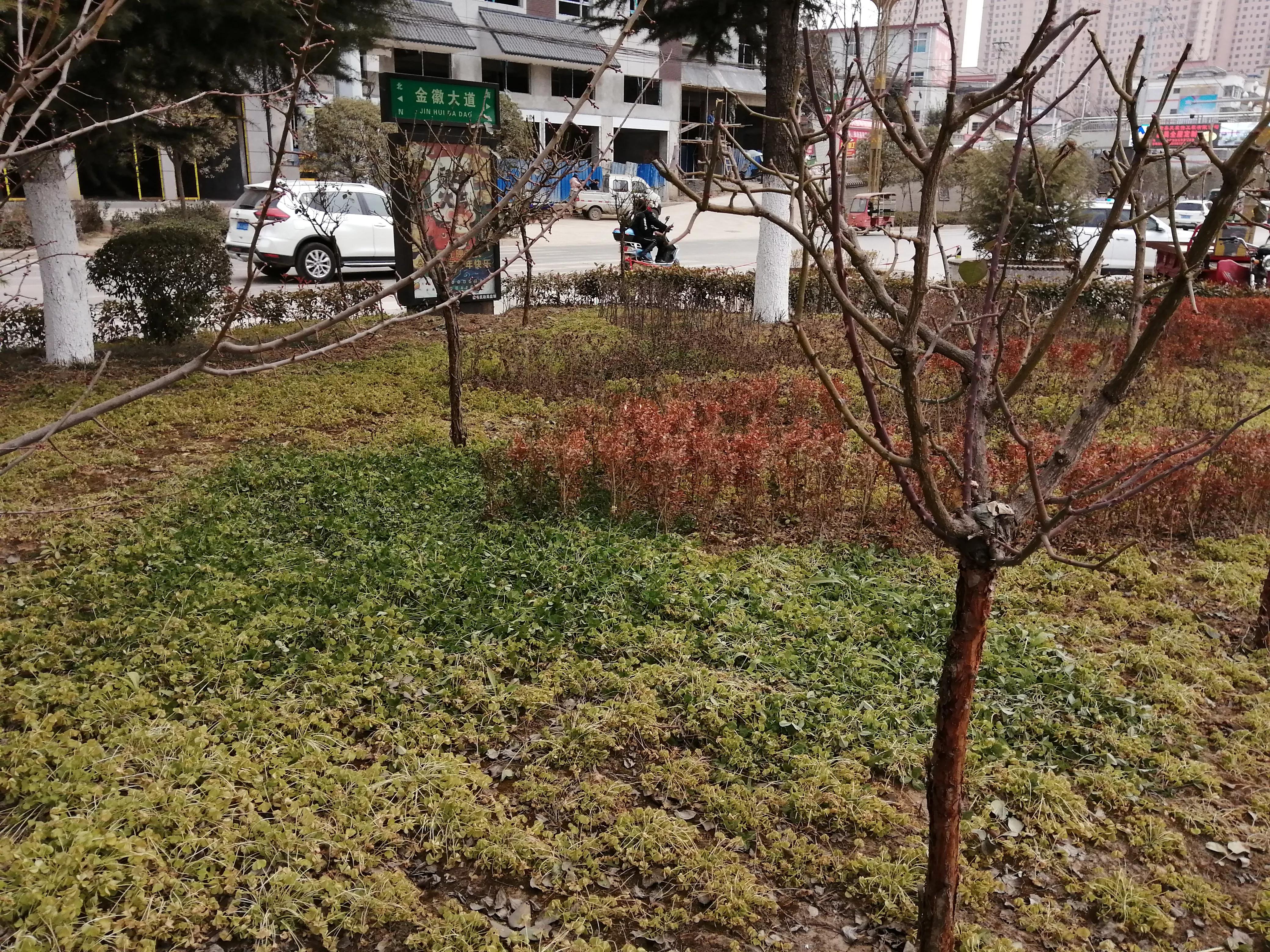 白花三叶草治什么病,白花三叶草怎么清除