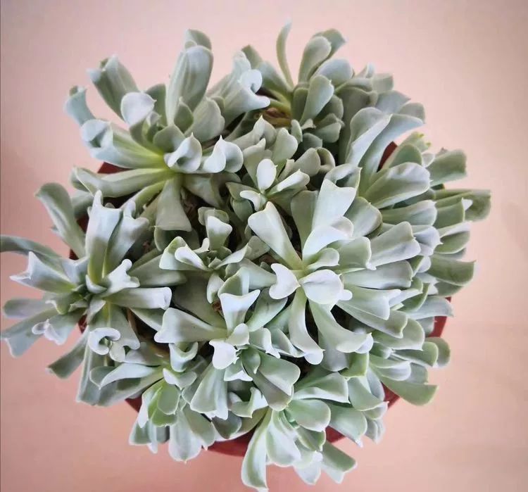 一花一世界多肉园艺,一花一世界一叶一菩提多肉植物