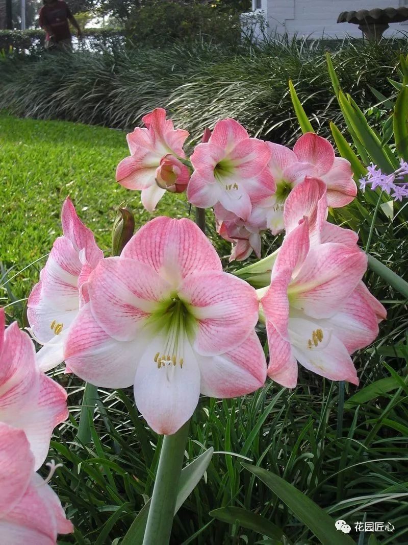 朱顶红为什么老是烂球,怎么才能让朱顶红不生小球