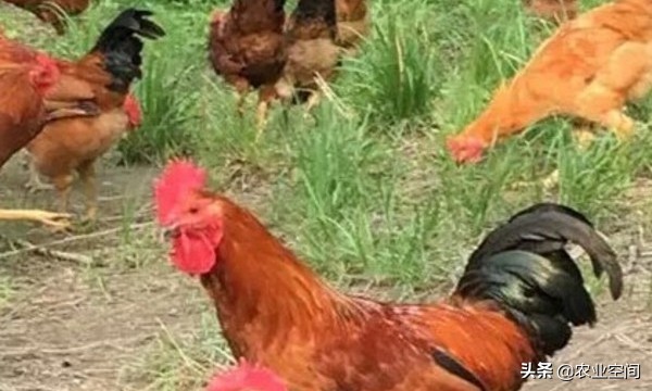 草鸡怎么养最好,草鸡养法