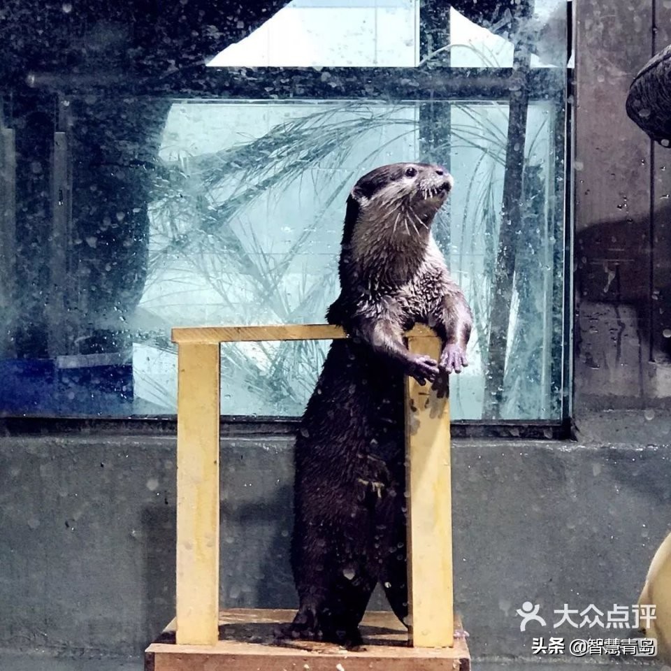 青岛威海烟台夏天哪个凉快,青岛夏季游玩攻略大全