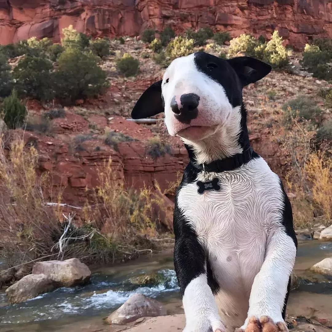 牛头梗太凶悍了,长相俊美的牛头梗