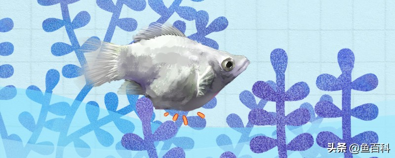 玛丽鱼生崽了该注意什么,玛丽鱼繁殖后的小鱼怎么养活