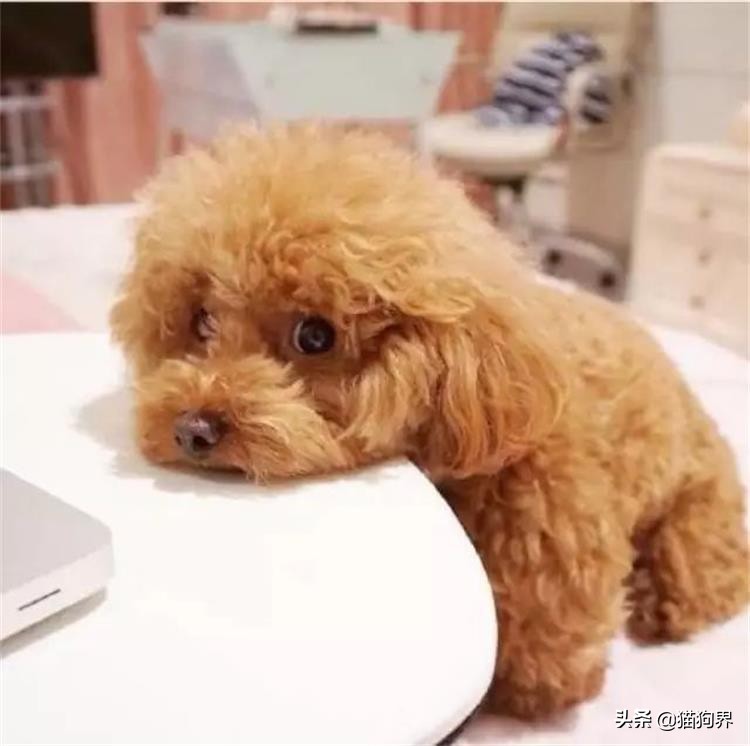 狗狗得细小不吃饭怎么补充营养,狗狗闹狗不吃饭怎么办