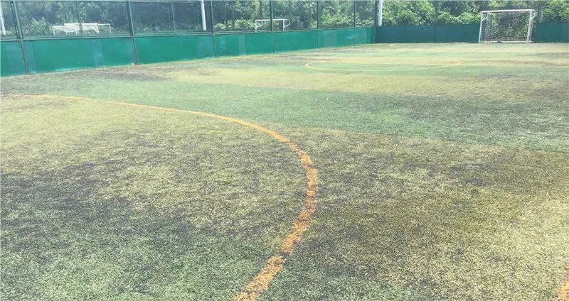 免填充人造草坪的前景,人造草坪威腾