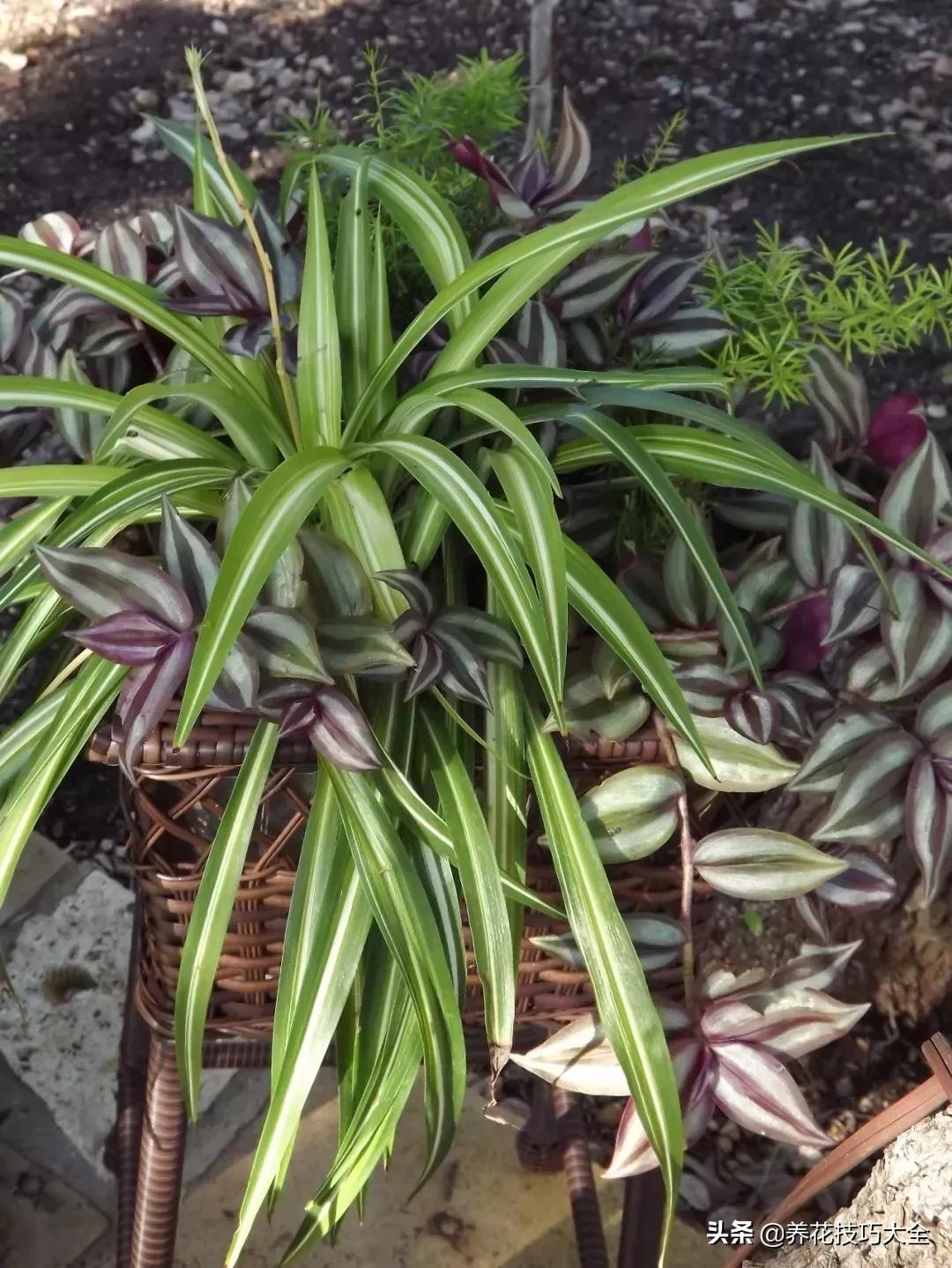 吊兰叶子干尖是怎么回事,千叶吊兰叶子干尖怎么回事