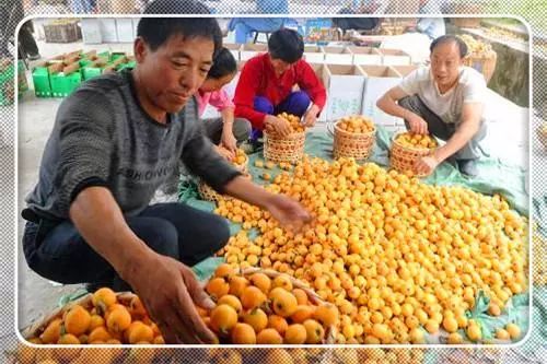 适合农村创业的最新致富项目,致富门路创业项目养殖