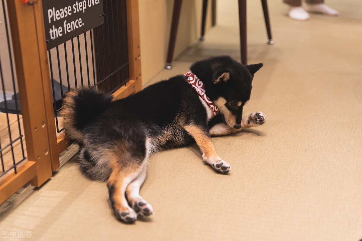 为什么不能养日本柴犬呢,柴犬有什么优点怎么那么呆萌可爱