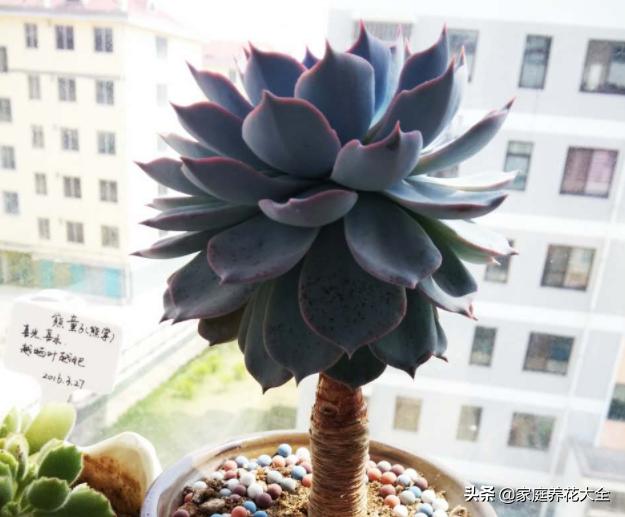 粉色蓝石莲的养殖方法,蓝石莲怎么养才最好