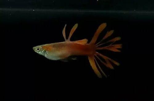 冠尾孔雀鱼怎么来的,冠尾孔雀鱼是天生的吗