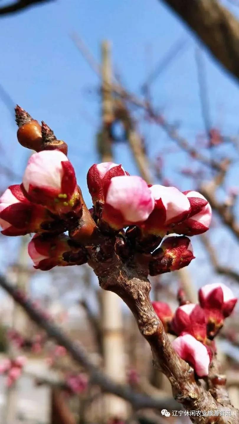 旅顺杏花村风景,旅顺杏花微雨醉春风