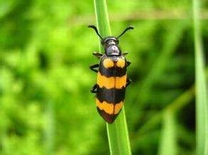 北方常见的昆虫科普知识大全集,南方动植物昆虫实物图鉴
