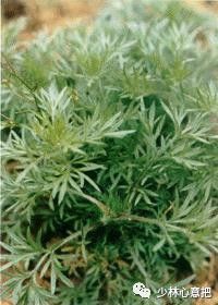 动物中药功效大全,中药药材大全及功效