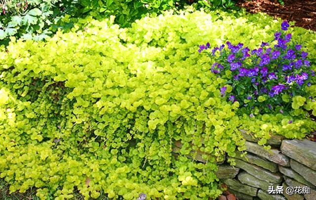 地被植物就选过路黄，轻松长成“地毯”，耐寒耐热又好看！