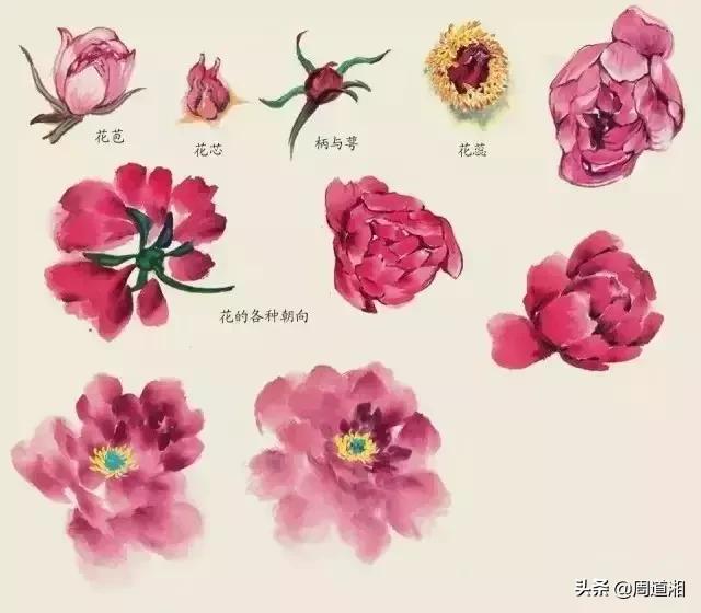 国画花卉大全教程视频,花卉小品国画图片大全